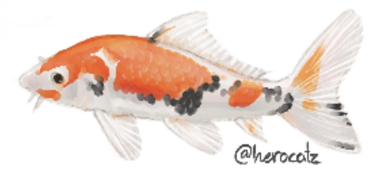 Koi Fish - 2026