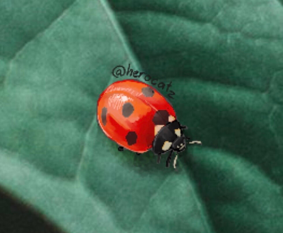 Ladybug (magma) - 2026